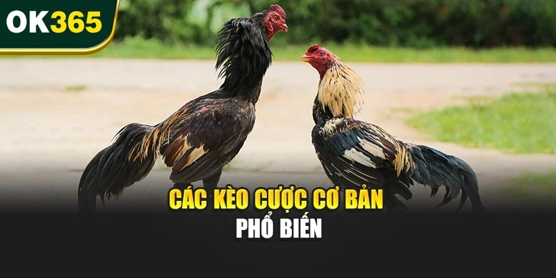 Các kèo cược cơ bản phổ biến