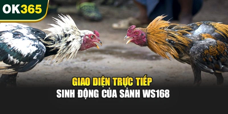 Giao diện trực tiếp sinh động của sảnh WS168