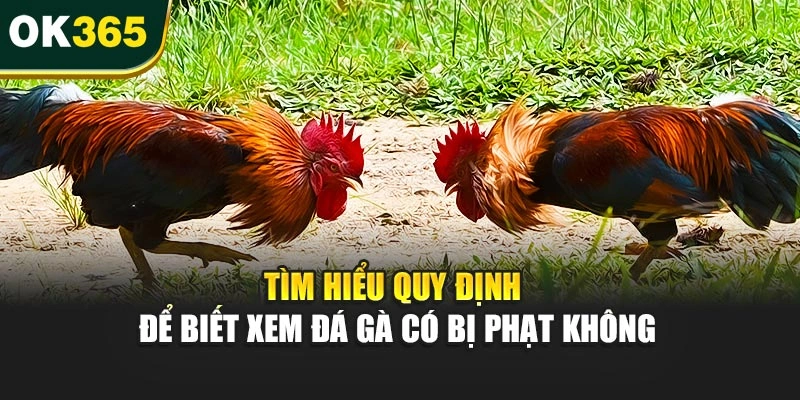 Tìm hiểu quy định để biết xem đá gà có bị phạt không