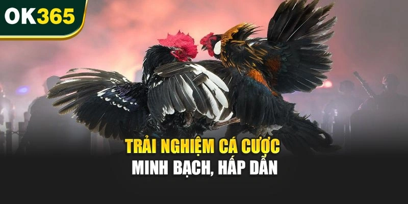 Trải nghiệm cá cược minh bạch, hấp dẫn